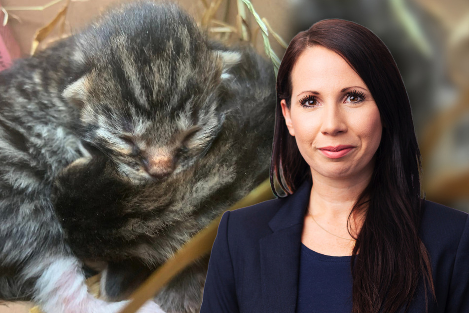 Chemnitz: Katzenbabys ausgesetzt: PETA jagt Tierquäler mit "Kopfgeld"