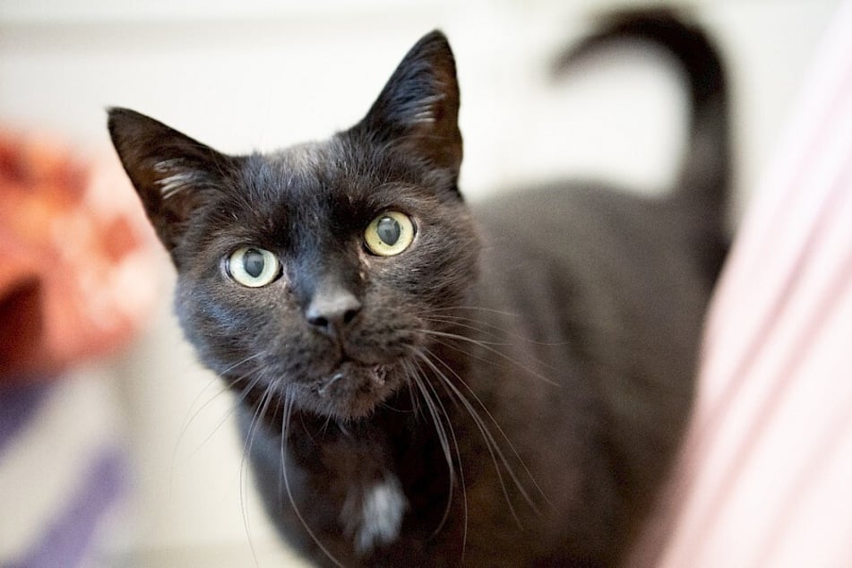 Blacky, Kira und Tigger sind alle drei sehr zurtraulich und verschmust.