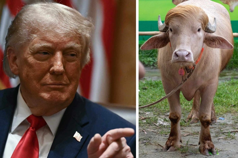 A buffalo in Bangladesh nicknamed "Donald Trump" (r) for its resemblance to US President Donald Trump (l) was spared from sacrifice after shooting to fame.