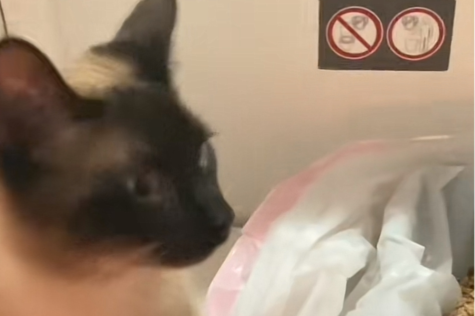 TikTok users were split on their reactions to the cat owner's make-shift litter box for her pet.