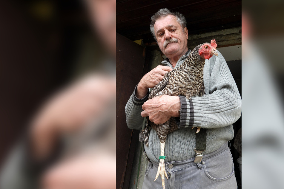 Die einzige Zeugin: Ex-ABV Peter Krug hält die schwarz-graue Henne im Arm, die sich vor den Entführern verstecken konnte.
