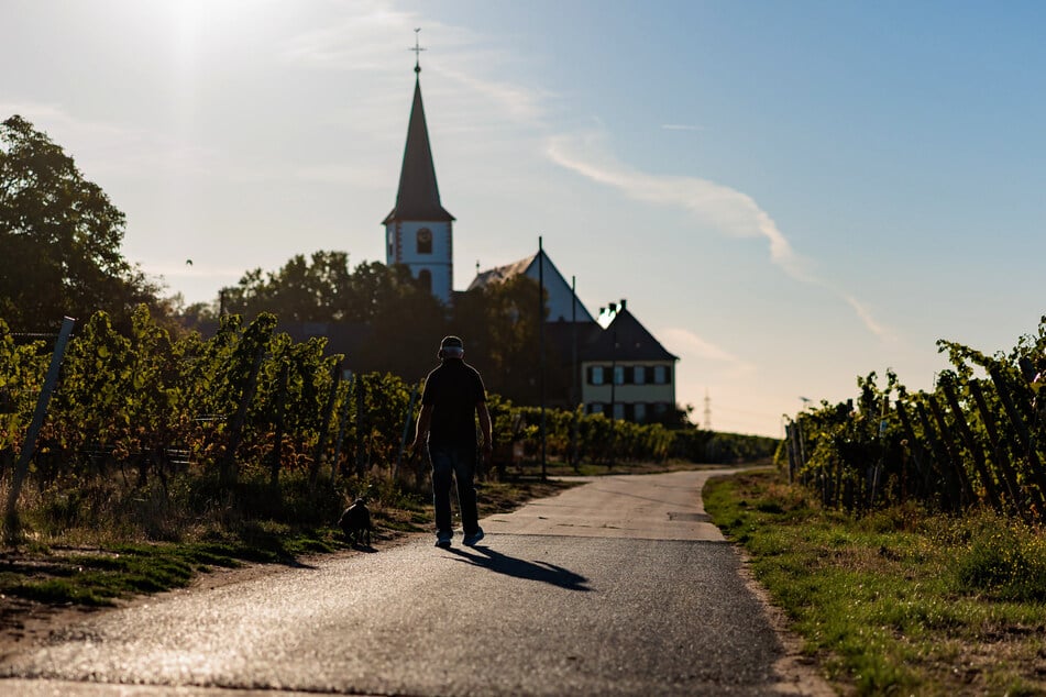 In den kommenden Tagen lädt das Wetter zu längeren Spaziergängen - wie hier in Hochheim am Main - ein.