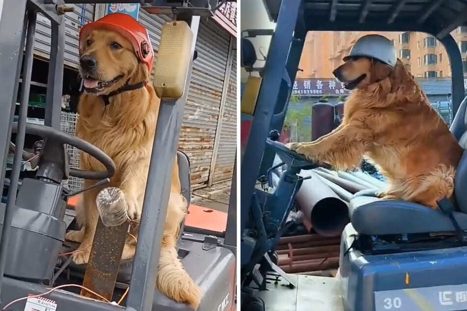 Fugui (7) geht gerne zur Arbeit.