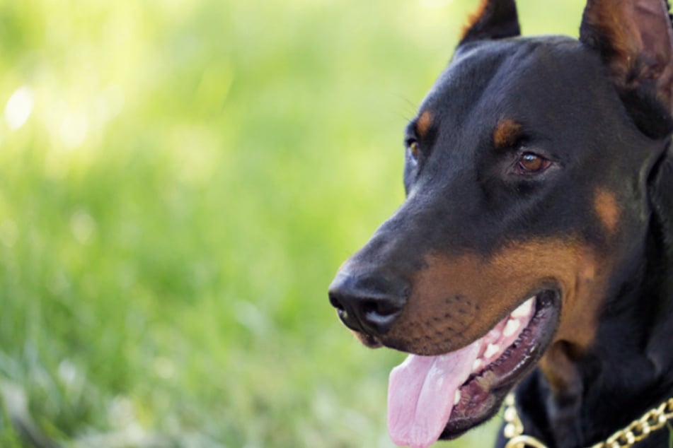 Dobermann kousne mladou ženu do obličeje.