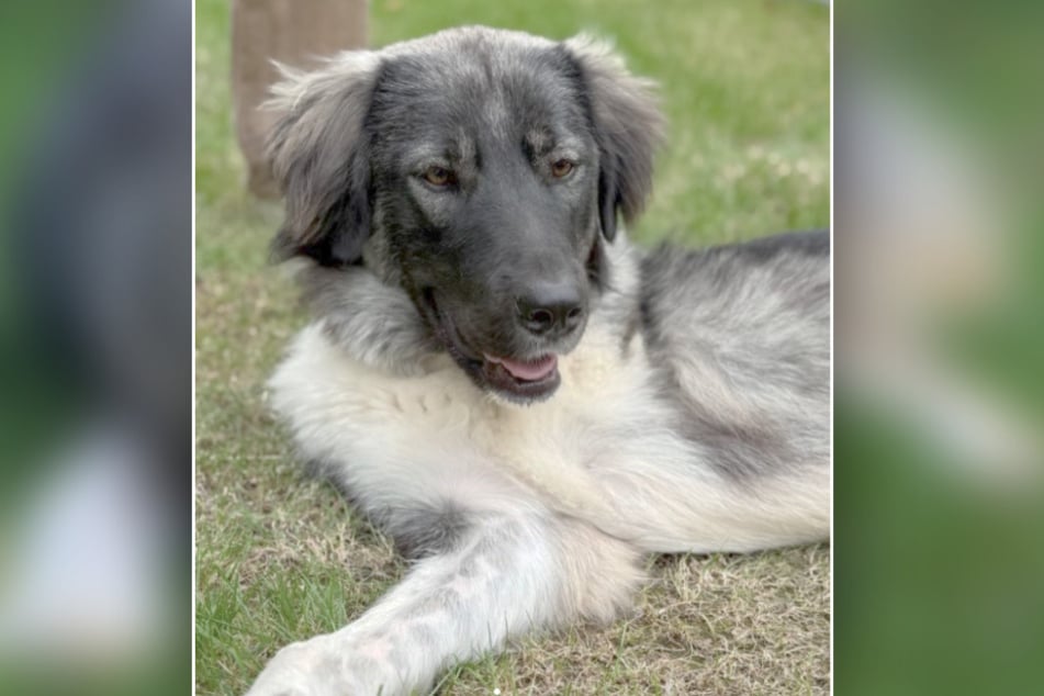 Fena ochránkyně stád Cathy se brzy chystá odejít z útulku Bergheim.