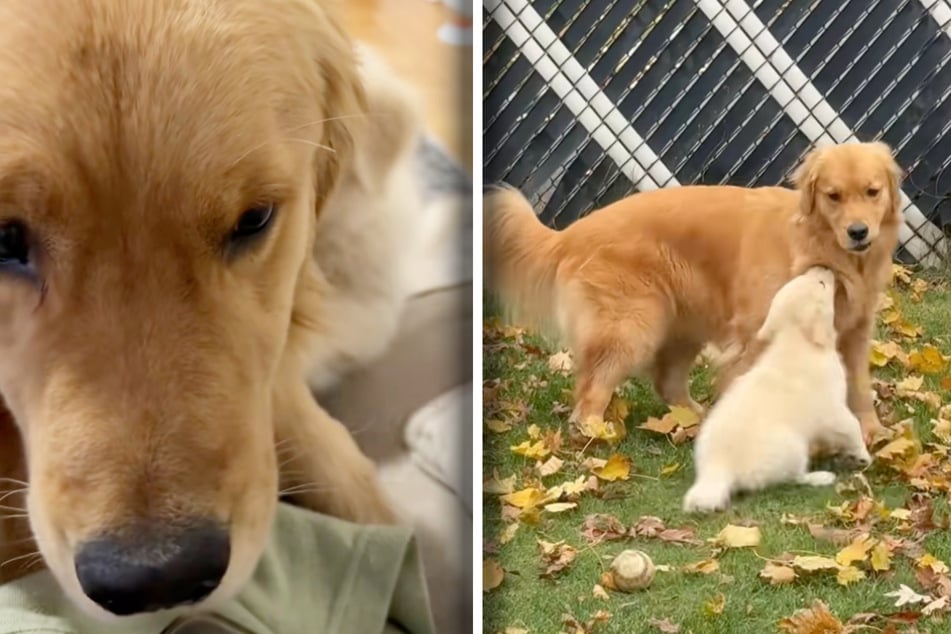 Links: Leia wirkt in einem Clip vom Donnerstag mächtig angefressen. Rechts: Ein paar Tage zuvor musste die Golden-Retriever-Dame bereits die "Attacken" des Welpen-Mädchens Daisy über sich ergehen lassen.