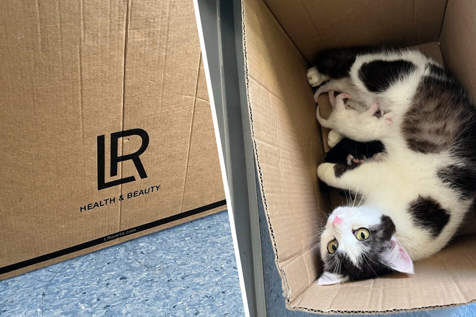 Die sehr zutrauliche Katzenmama und ihre Babys waren in einem Karton mit der Aufschrift "LR - Health &amp; Beauty" aufgefunden worden.