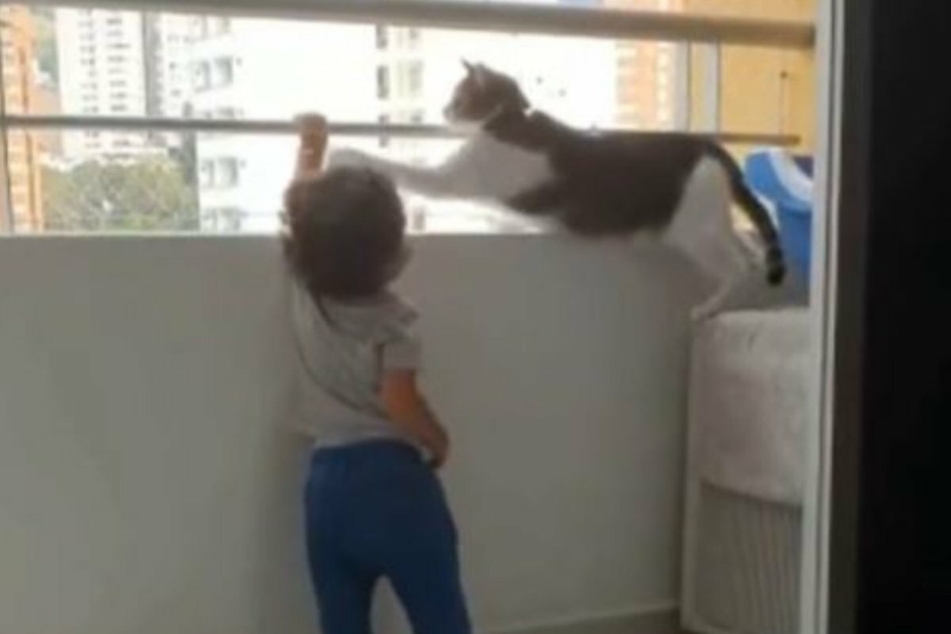 Hands off the railing! The heroic cat intervenes when the toddler tries to climb the balcony.
