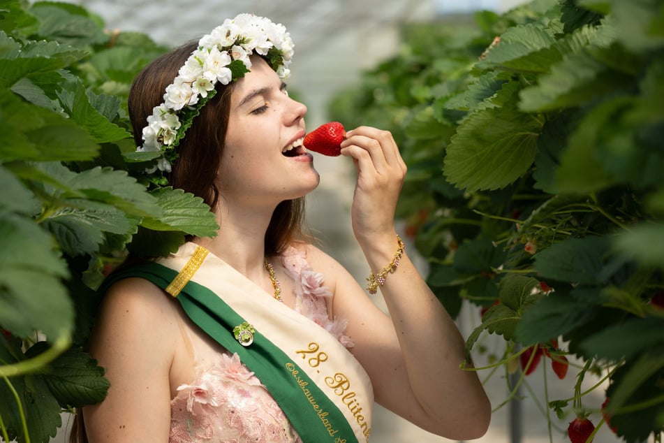 Fast wie auf einem Gemälde von Caravaggio: Die sächsische Blütenkönigin Alida-Nadine Kühne startete standesgemäß in die Saison - mit einer Erdbeere.