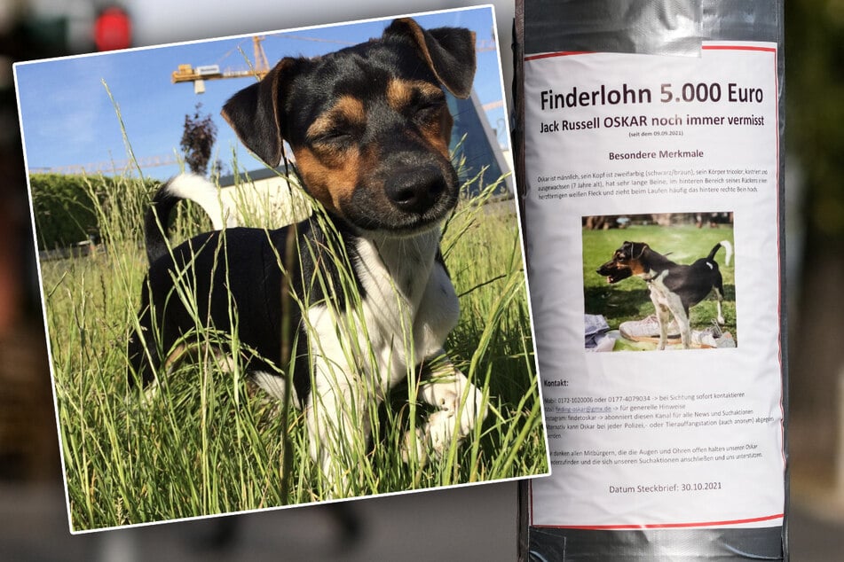 Hund Oskar seit einem Jahr verschwunden: Familie hat keine Hoffnung mehr