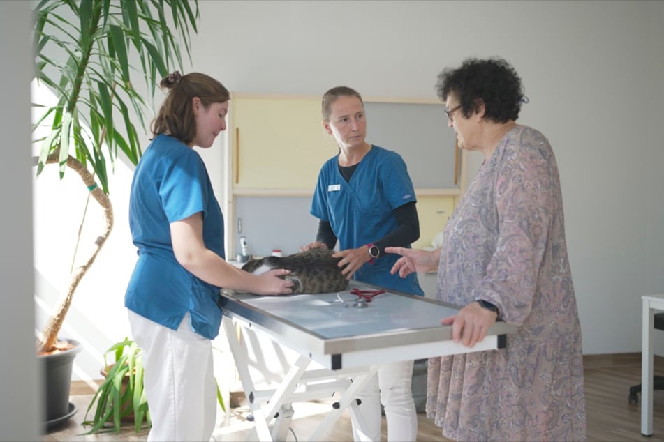 Giselas Situation spitzt sich zu, als ihre Katzen krank werden. Weil sie die Kosten auf Dauer nicht allein tragen kann, wird sie wohl eine abgeben müssen.