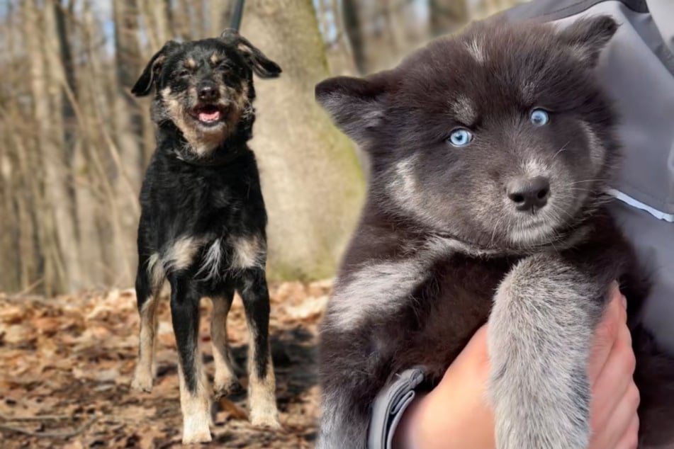 Pfoten, die nach Liebe suchen: Junge Welpen und langjährige Bewohner suchen ein Zuhause