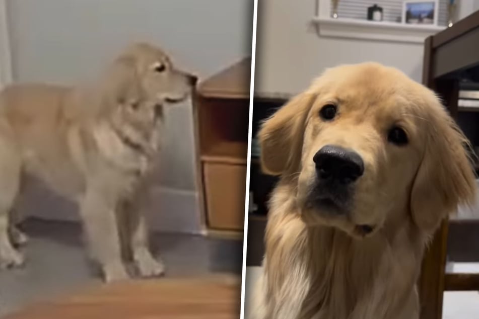 Golden-Retriever-Mädchen Hazel erweist sich beim zweiten Blick als weniger harmlos als erhofft.