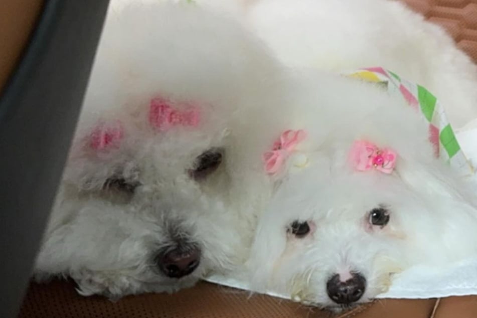 The two dogs typically have bright white fur.