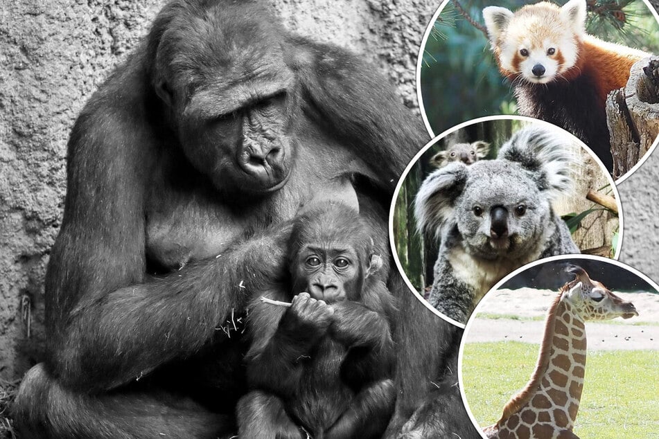 Tierbabys, Abschiede, Vogelgrippe und neue Anlagen: So war das Jahr 2025 im Zoo Leipzig