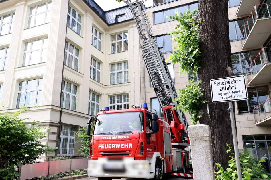 Mit einer Drehleiter wurde das Tier gerettet.