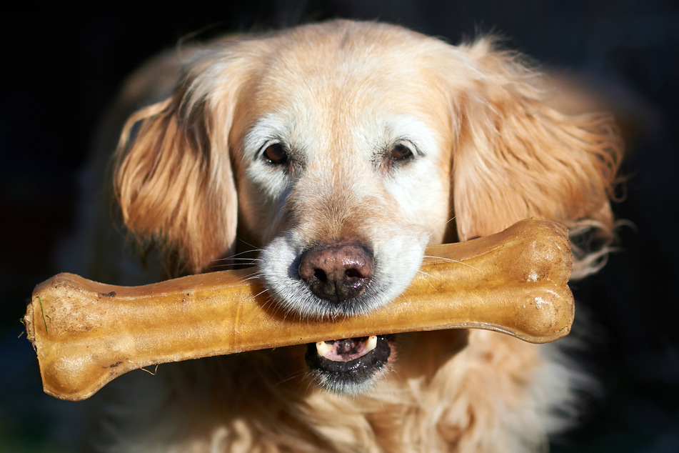 Golden Retriever grausam ermordet? Besitzer findet totes Tier