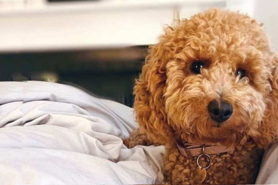 This Poodle and Bichon Frise mix gives the "cutest guilt trip in the world"