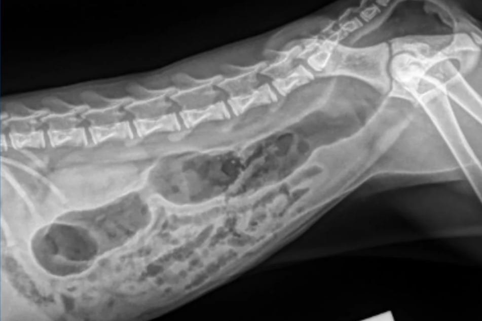Diagnose: "Super-Pupse". Midas' Bauch war einfach nur voll mit Luft.