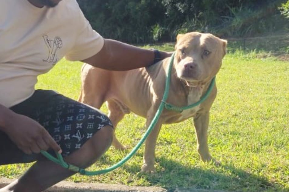Dieser Straßenhund trug seit fünf Jahren ein Geheimnis mit sich herum.