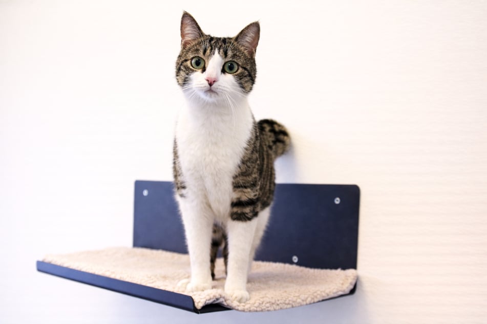 Der junge Kater Filou genießt die Aufmerksamkeit von Menschen.