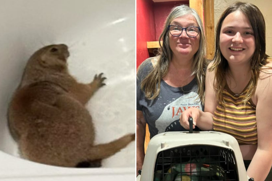 Hotel guests stumble upon furry invader in their bathtub!