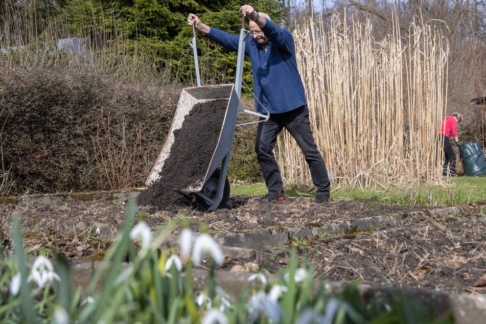 Wolfgang Linke (71) bereitet seinen Garten mit frischem Pferdemist für das erste Gemüse vor.