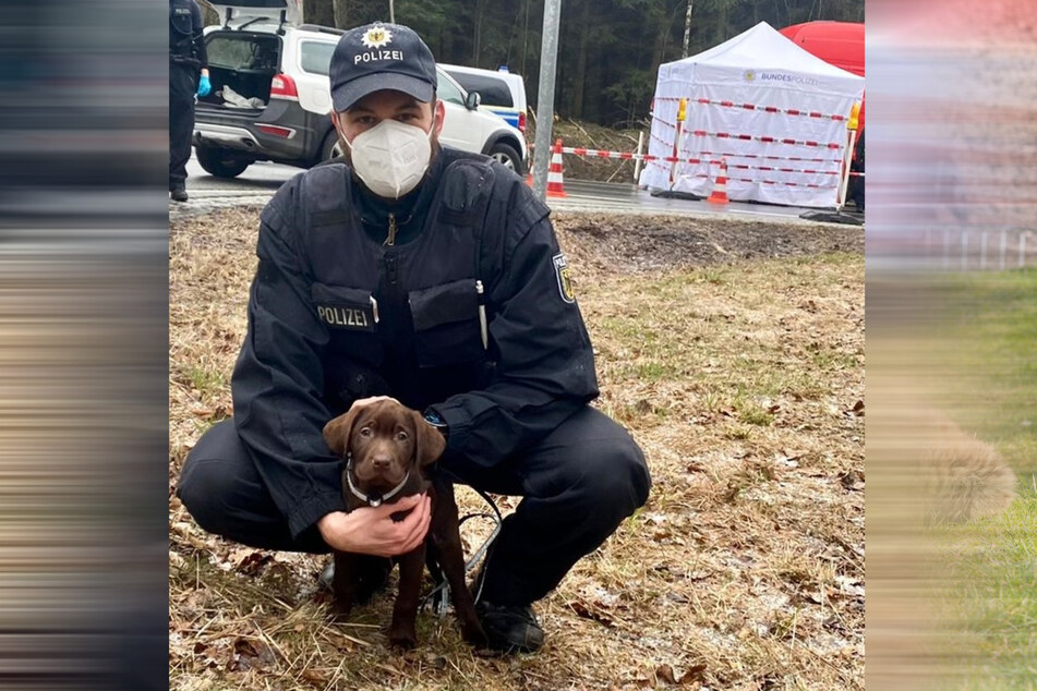 Im März verhinderten Bundespolizisten bei Neugersdorf den Schmuggel von zwei Labradorwelpen im Alter von acht und zwölf Wochen. Die Welpen wurden unter unzumutbaren Umständen transportiert und illegal eingeführt.