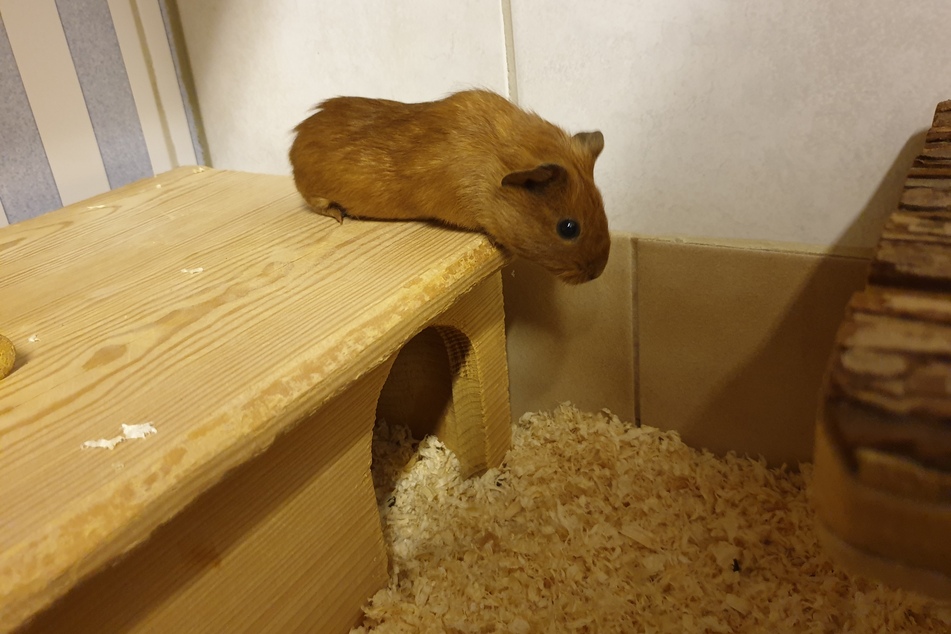 Die Meerschweine befinden sich jetzt in der Obhut des Tierschutzverein Zwickau und Umgebung e.V..