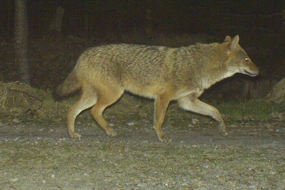 Ein Goldschakal ist im Nationalpark Bayerischer Wald gesichtet worden.