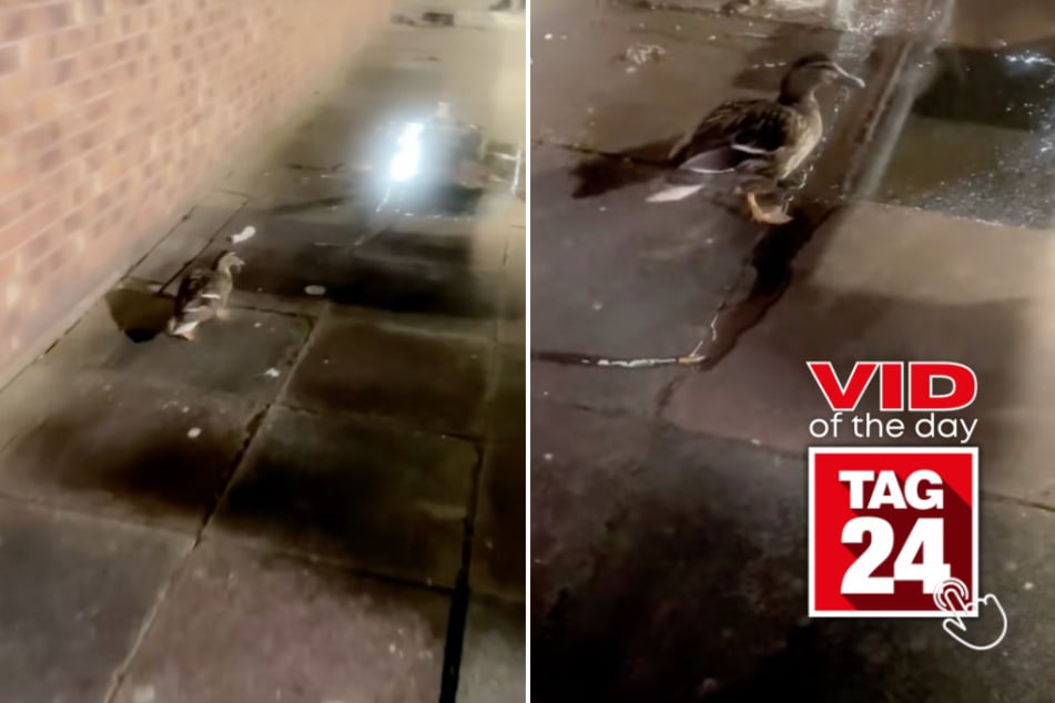 viral videos: Viral Video of the Day for May 24, 2025: Duck's hilarious poop gets TikTok quacking!