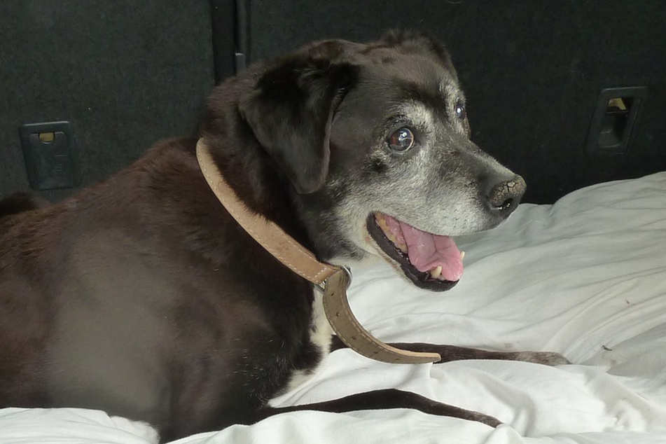 Holly the dog was found to be quite healthy despite her advanced age.
