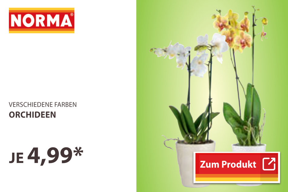 Orchideen