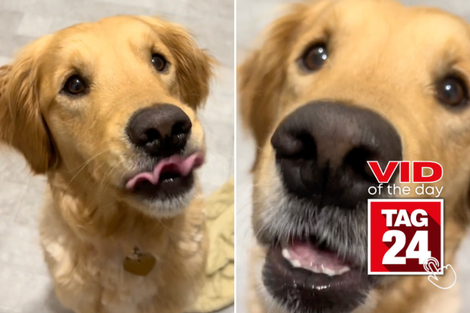 viral videos: Viral Video of the Day for July 17, 2023: Side-splitting dog rates treats with epic chomps!