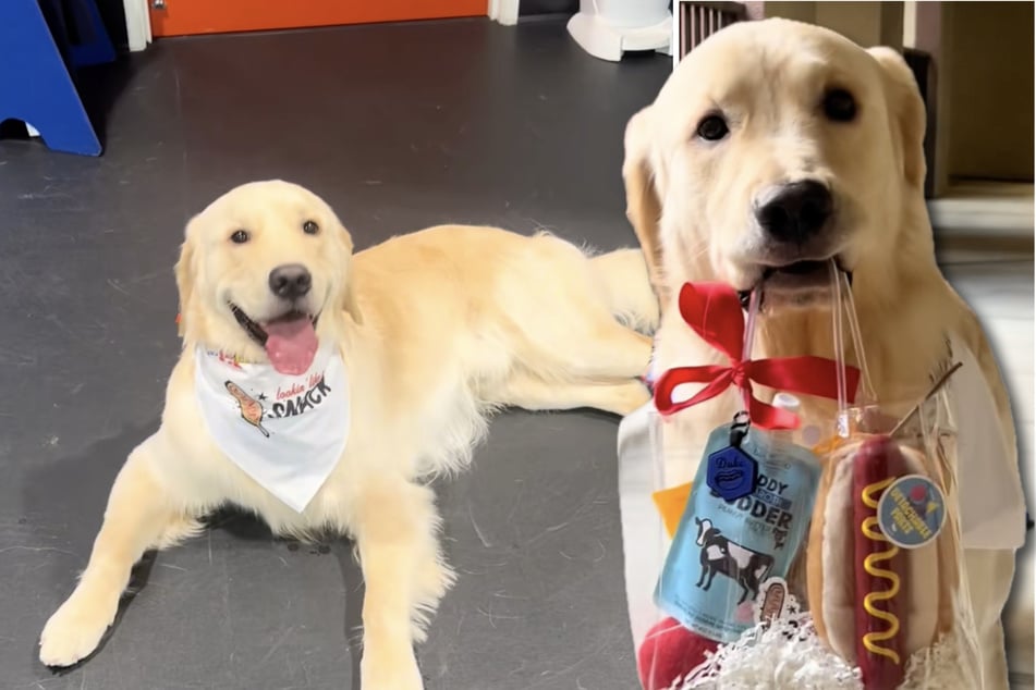 Golden Retriever Duke celebra una fiesta de cumpleaños y derrite corazones.