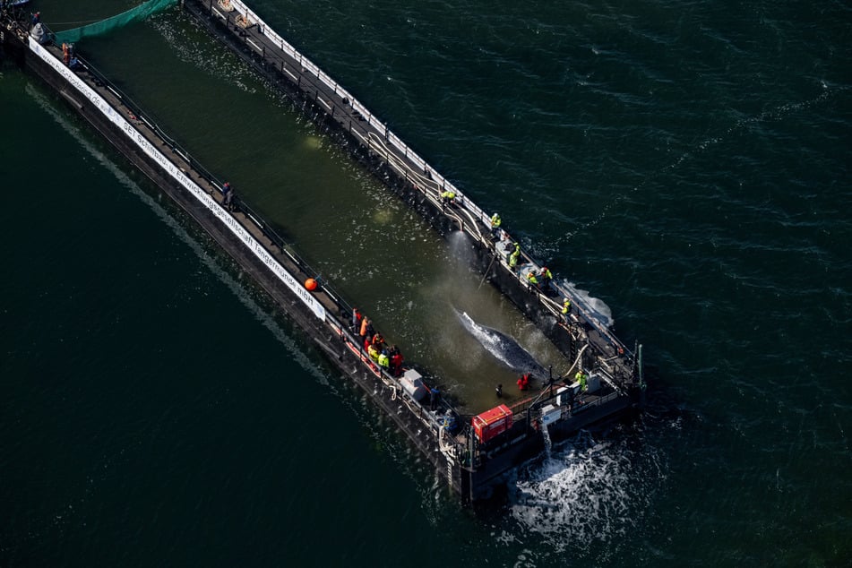 Buckelwal Timmy liegt in der Barge und wartet auf seinen Abtransport Richtung Nordsee.