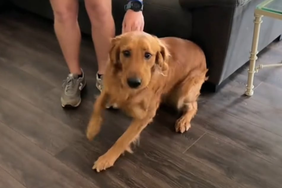 El Golden Retriever Clyde estaba muy emocionado cuando el cachorro entró en la habitación.