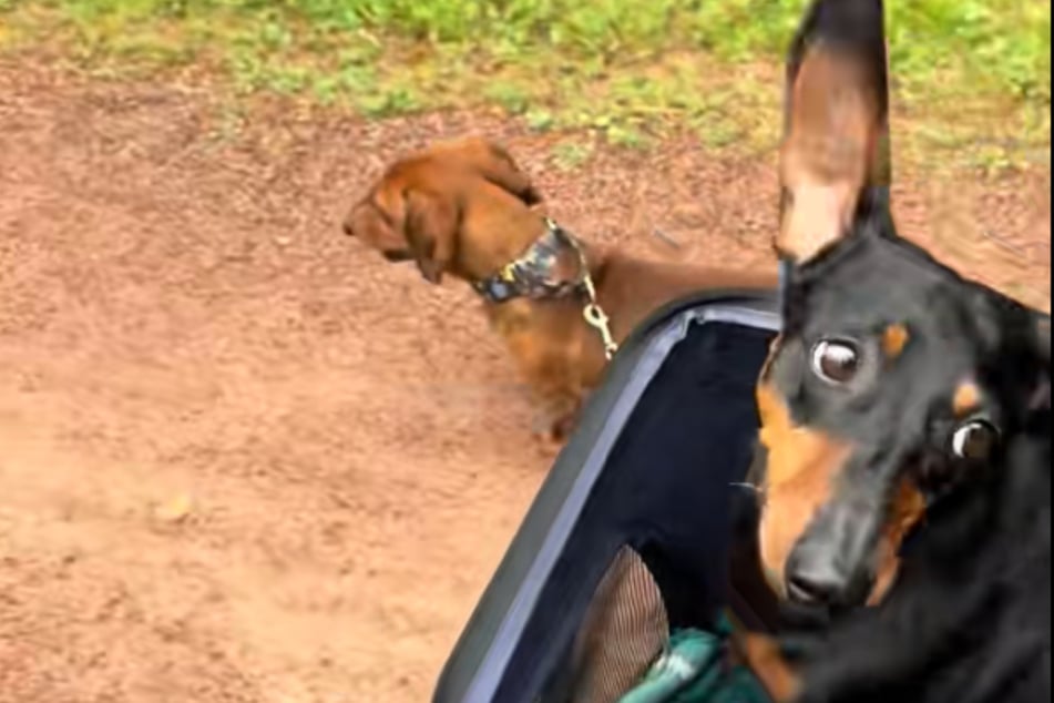 Mujer pasea con dos perros salchicha: Un detalle no deja a nadie indiferente
