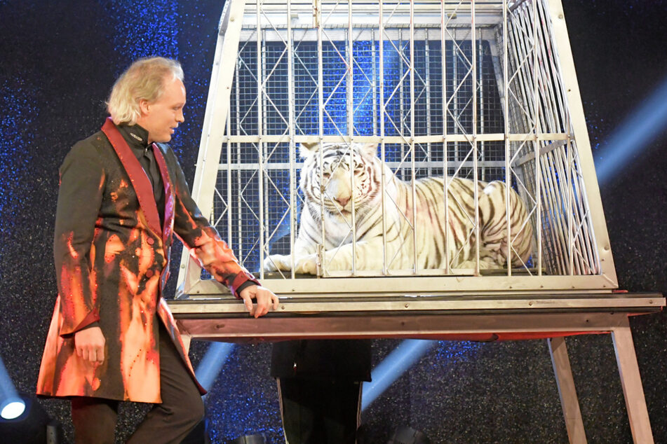 André Sarrasani (47) und seine Tigerdame Kaya (7). Die Raubkatze muss sich einer strengen Beobachtung unterziehen.