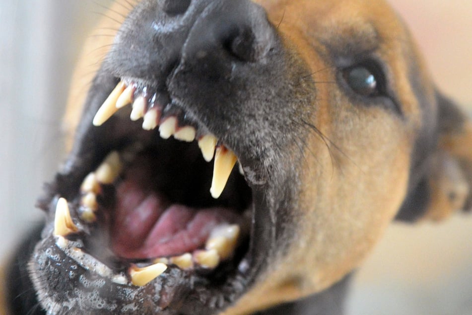 Hund beißt Frau in den Kopf: Besitzerin geht einfach weiter