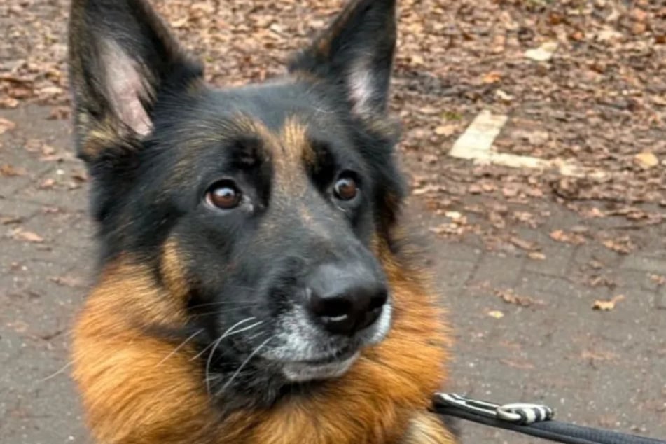 Boomer braucht Menschen, die viel mit ihm an der frischen Luft unterwegs sind und ihn gut lesen können.