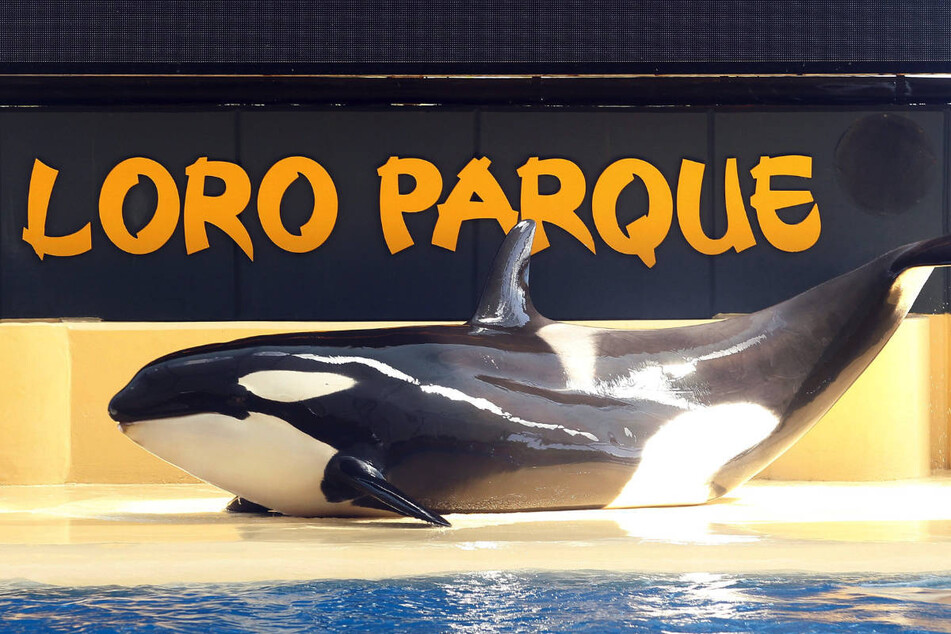 Marineparks wie der "Loro Parque" halten nach wie vor Schwertwale in Gefangenschaft.