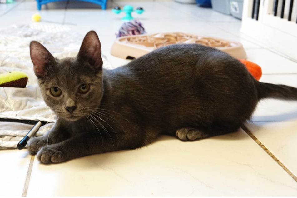 Grig ist ein sehr freundlicher und menschenbezogener junger Kater.