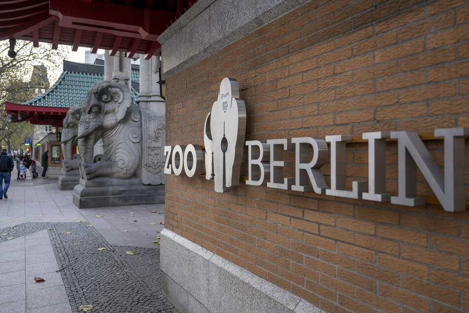 Im Zoo Berlin lebt die aus der freien Wildbahn stammende Fatou (66) in einer eigenen Gorilla-Anlage.