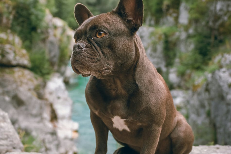 If there's any small dog worth adopting for its calmness and quirkiness, it's the French bulldog.