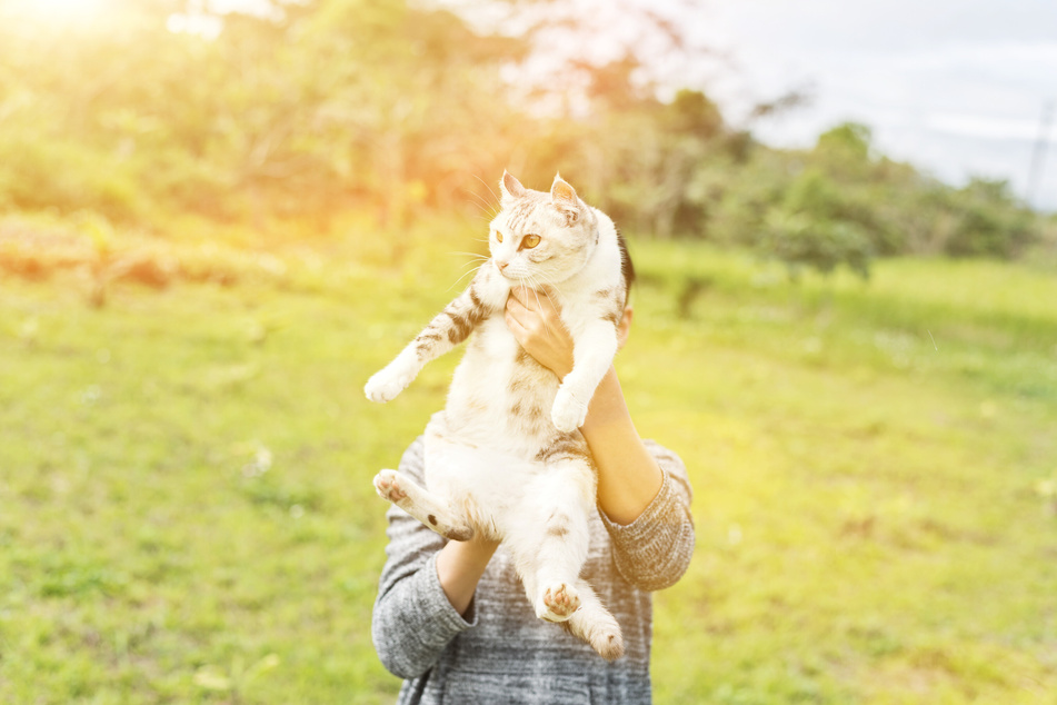 Many cats actually enjoy being picked up – but only if you do it properly!