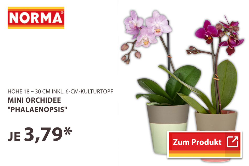 Mini Orchidee "Phalaenopsis"