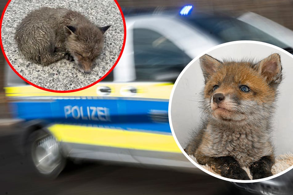 Tierisches Happy End in Freiburg: Polizei rettet kraftlosen Fuchswelpen von der Fahrbahn