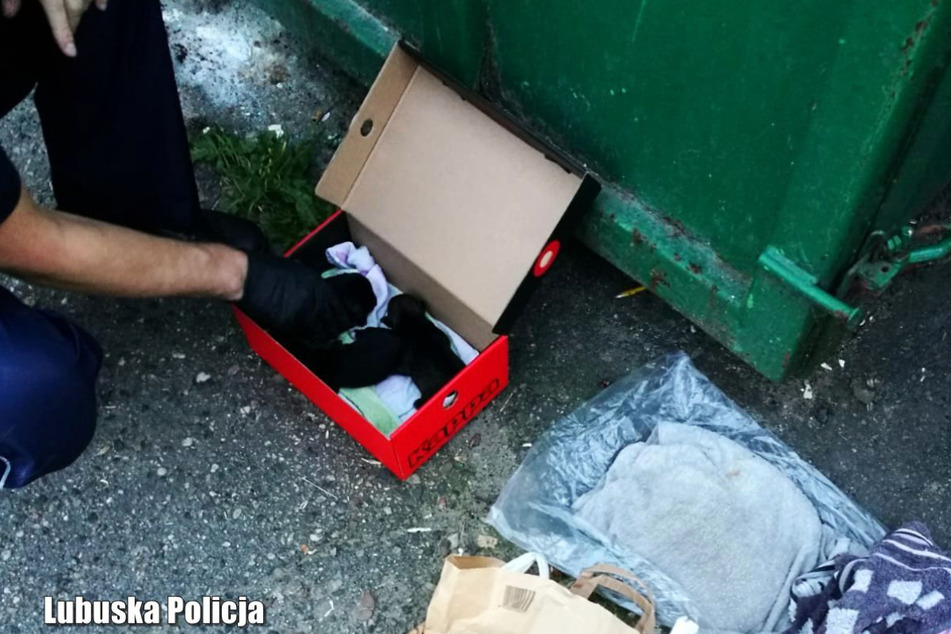Die Hundewelpen wurden halbtot in einem Müllcontainer gefunden.