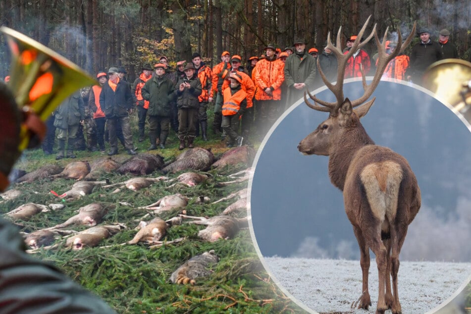 Gegen die Drückjagden im Erzgebirge: Tierschützer nehmen Minister ins Visier